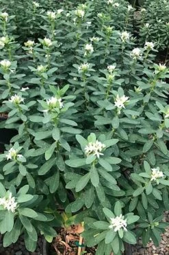 Jim's Pride White Summer Daphne - Daphne X Transatlantica - 1 Gallon Pot -Wilson Bros Gardens Shop daphne jims pride 7 1