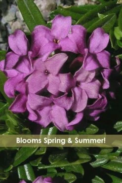 Lawrence Crocker Dwarf Daphne Tree (Standard Topiary) - 1 Gallon Pot 9 Lawrence Crocker Dwarf Daphne Tree (Standard Topiary) - 1 Gallon Pot -Wilson Bros Gardens Shop daphne lawrence crocker 12 2