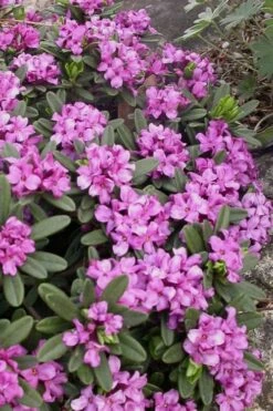 Lawrence Crocker Dwarf Daphne Tree (Standard Topiary) - 1 Gallon Pot 8 Lawrence Crocker Dwarf Daphne Tree (Standard Topiary) - 1 Gallon Pot -Wilson Bros Gardens Shop daphne lawrence crocker 3 2