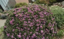 Lawrence Crocker Dwarf Daphne - 1 Gallon Pot -Wilson Bros Gardens Shop daphne lawrence crocker 7