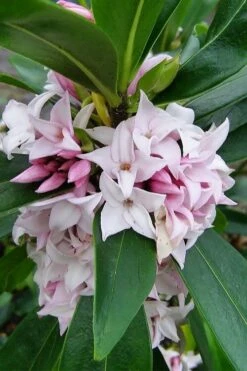 Pink Perfume Princess Winter Daphne - 2 Gallon Pot (SALE) -Wilson Bros Gardens Shop daphne perfume princess 11 1