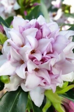 Pink Perfume Princess Winter Daphne - 2 Gallon Pot (SALE) -Wilson Bros Gardens Shop daphne perfume princess 12 1