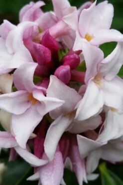 Pink Perfume Princess Winter Daphne - 2 Gallon Pot (SALE) -Wilson Bros Gardens Shop daphne perfume princess 15 1
