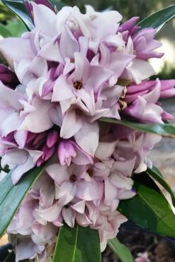 Pink Perfume Princess Winter Daphne - 2 Gallon Pot (SALE) -Wilson Bros Gardens Shop daphne perfume princess 4 1