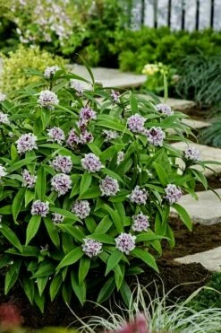 Pink Perfume Princess Winter Daphne - 2 Gallon Pot (SALE) -Wilson Bros Gardens Shop daphne perfume princess 7 1