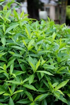 Pink Perfume Princess Winter Daphne - 2 Gallon Pot (SALE) -Wilson Bros Gardens Shop daphne perfume princess 8 1