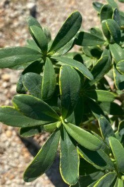 Splash Variegated Summer Daphne - 5 Gallon Pot 9 Splash Variegated Summer Daphne - 5 Gallon Pot -Wilson Bros Gardens Shop daphne splash summer daphne 1 1