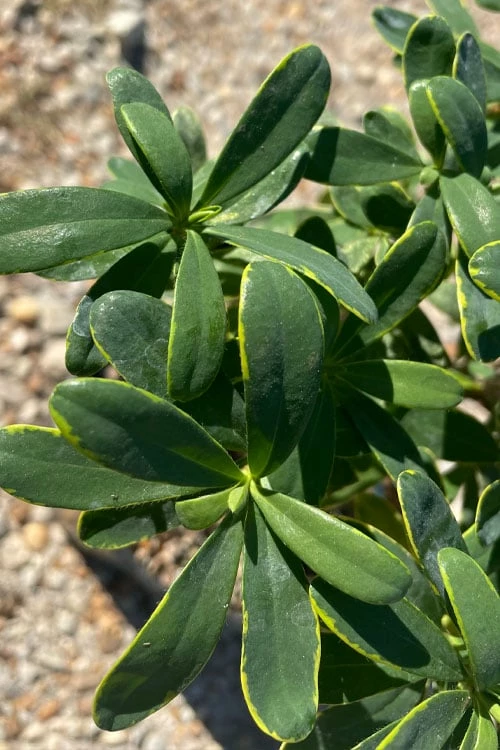 Splash Variegated Summer Daphne - 5 Gallon Pot 4 Splash Variegated Summer Daphne - 5 Gallon Pot - Image 4