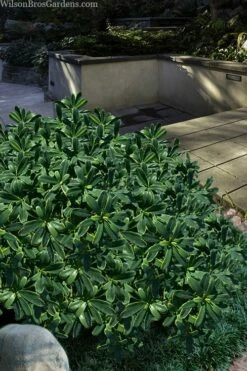 Splash Variegated Summer Daphne - 5 Gallon Pot 10 Splash Variegated Summer Daphne - 5 Gallon Pot -Wilson Bros Gardens Shop daphne splash variegated summer daphne 6 1