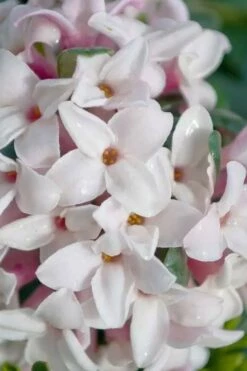 Splash Variegated Summer Daphne - 1 Gallon Pot 11 Splash Variegated Summer Daphne - 1 Gallon Pot -Wilson Bros Gardens Shop daphne splash variegated summer daphne 7
