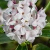 Splash Variegated Summer Daphne - 5 Gallon Pot