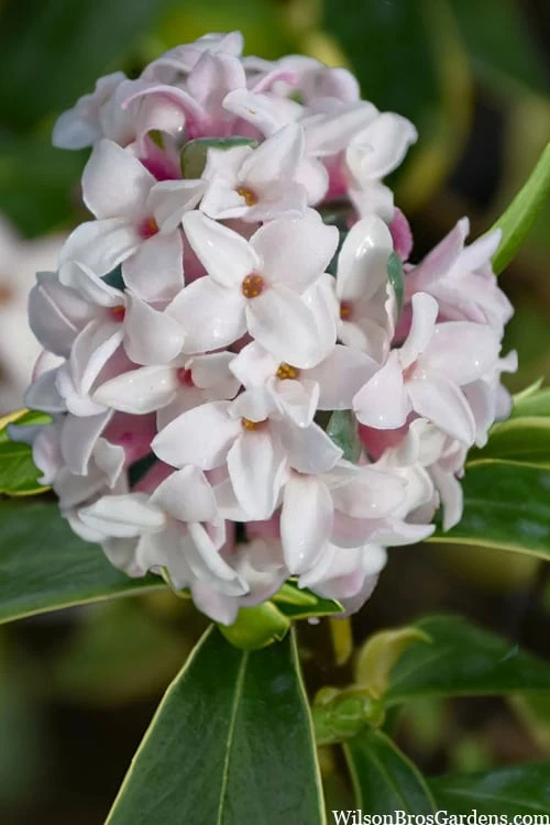 Splash Variegated Summer Daphne - 1 Gallon Pot 1 Splash Variegated Summer Daphne - 1 Gallon Pot