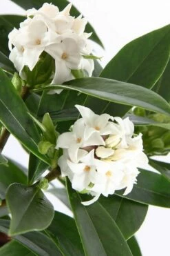 White Perfume Princess Winter Daphne - 3 Gallon Pot -Wilson Bros Gardens Shop daphne white perfume princess 4