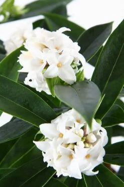 White Perfume Princess Winter Daphne - 3 Gallon Pot -Wilson Bros Gardens Shop daphne white perfume princess 6
