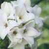 White Perfume Princess Winter Daphne - 2 Gallon Pot