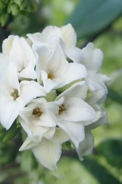 White Perfume Princess Winter Daphne - 3 Gallon Pot