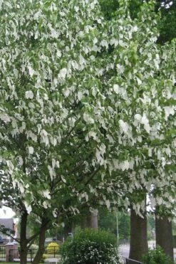 Dove Tree (Davidia Involucrata) - 7 Gallon Pot (5-6') -Wilson Bros Gardens Shop davidia involucrata dove tree 1