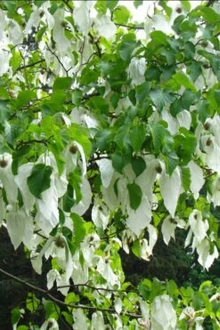 Dove Tree (Davidia Involucrata) - 7 Gallon Pot (5-6') -Wilson Bros Gardens Shop davidia involucrata dove tree 10