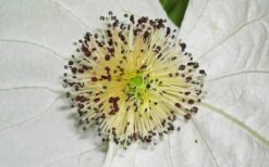 Dove Tree (Davidia Involucrata) - 7 Gallon Pot (5-6') -Wilson Bros Gardens Shop davidia involucrata dove tree 11