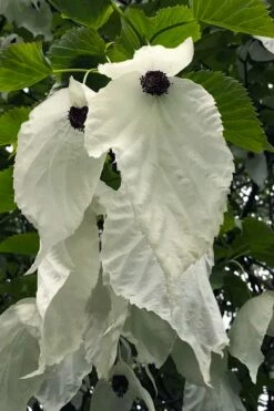 Dove Tree (Davidia Involucrata) - 7 Gallon Pot (5-6')