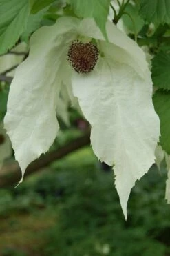 Dove Tree (Davidia Involucrata) - 7 Gallon Pot (5-6') -Wilson Bros Gardens Shop davidia involucrata dove tree 2