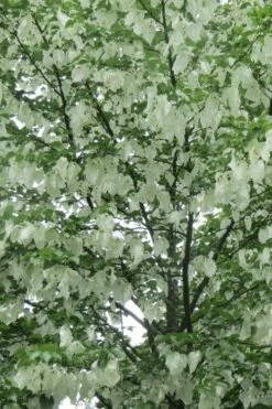 Dove Tree (Davidia Involucrata) - 7 Gallon Pot (5-6') -Wilson Bros Gardens Shop davidia involucrata dove tree 4