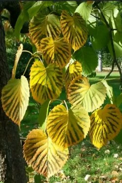 Dove Tree (Davidia Involucrata) - 7 Gallon Pot (5-6') -Wilson Bros Gardens Shop davidia involucrata dove tree 6