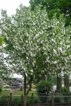 Dove Tree (Davidia Involucrata) - 7 Gallon Pot (5-6') -Wilson Bros Gardens Shop davidia involucrata dove tree 7