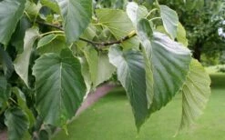 Dove Tree (Davidia Involucrata) - 7 Gallon Pot (5-6') -Wilson Bros Gardens Shop davidia involucrata dove tree 8