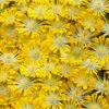 Banana Blast Yellow Ice Plant (Delosperma) - 10 Pack Of Pint Pots