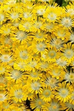 Banana Blast Yellow Ice Plant (Delosperma) - 5 Pack Of Pint Pots