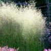 Tufted Hair Grass (Deschampsia Cespitosa) - 16 Pack Of 1 Gallon Pots