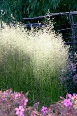 Tufted Hair Grass (Deschampsia Cespitosa) - 1 Gallon Pot