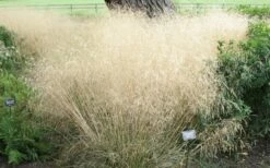 Tufted Hair Grass (Deschampsia Cespitosa) - 16 Pack Of 1 Gallon Pots -Wilson Bros Gardens Shop deschampsia cespitosa tufted hair grass 12 2