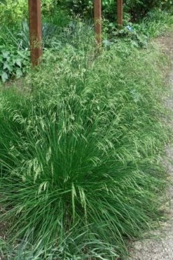 Tufted Hair Grass (Deschampsia Cespitosa) - 8 Pack Of 1 Gallon Pots -Wilson Bros Gardens Shop deschampsia cespitosa tufted hair grass 4 3