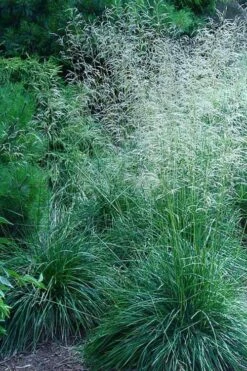 Tufted Hair Grass (Deschampsia Cespitosa) - 8 Pack Of 1 Gallon Pots -Wilson Bros Gardens Shop deschampsia cespitosa tufted hair grass 6 3