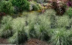 Tufted Hair Grass (Deschampsia Cespitosa) - 8 Pack Of 1 Gallon Pots -Wilson Bros Gardens Shop deschampsia cespitosa tufted hair grass 7 3