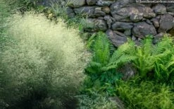 Tufted Hair Grass (Deschampsia Cespitosa) - 16 Pack Of 1 Gallon Pots -Wilson Bros Gardens Shop deschampsia cespitosa tufted hair grass 9 2