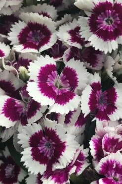 Barbarini 'Purple Picotee' Sweet William (Dianthus) - 5 Pack Of Quart Pots -Wilson Bros Gardens Shop dianthus barbatus purple picotee sweet williams 2