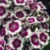 Barbarini 'Purple Picotee' Sweet William (Dianthus) - 5 Pack Of Quart Pots