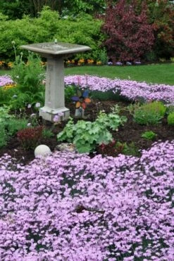 Bath's Pink Dianthus - 5 Pack Of Quart Pots -Wilson Bros Gardens Shop dianthus baths pink 102