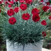 Cherry Pie Dianthus (Carnations) 1 Gallon Pot