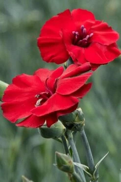 Cherry Pie Dianthus (Carnations) 1 Gallon Pot -Wilson Bros Gardens Shop dianthus cherry pie 500x750 1