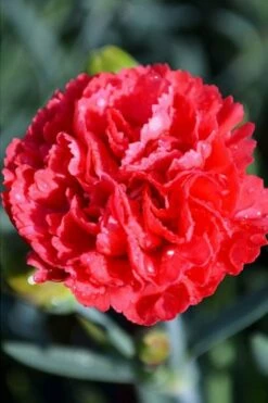 Early Bird Chili Dianthus (Carnations) 1 Gallon Pot -Wilson Bros Gardens Shop dianthus early bird chili 1