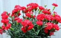 Early Bird Chili Dianthus (Carnations) 1 Gallon Pot -Wilson Bros Gardens Shop dianthus early bird chili 2