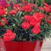 Early Bird Chili Dianthus (Carnations) 1 Gallon Pot