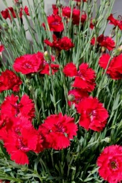 Fire Star Dianthus (Carnation) - 1 Gallon Pot -Wilson Bros Gardens Shop dianthus fire star 2