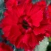 Fire Star Dianthus (Carnation) - 1 Gallon Pot