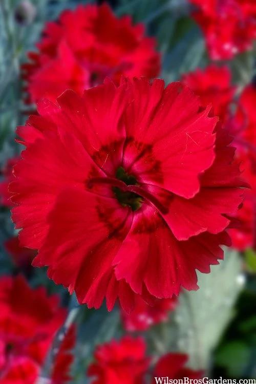 Fire Star Dianthus (Carnation) - 5 Pack Of Quart Pots 1 Fire Star Dianthus (Carnation) - 5 Pack Of Quart Pots