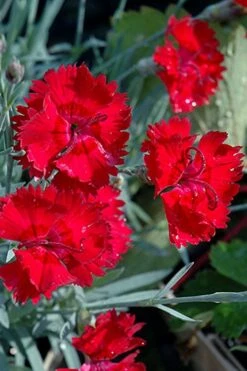 Fire Star Dianthus (Carnation) - 1 Gallon Pot -Wilson Bros Gardens Shop dianthus fire star cottage pinks 101